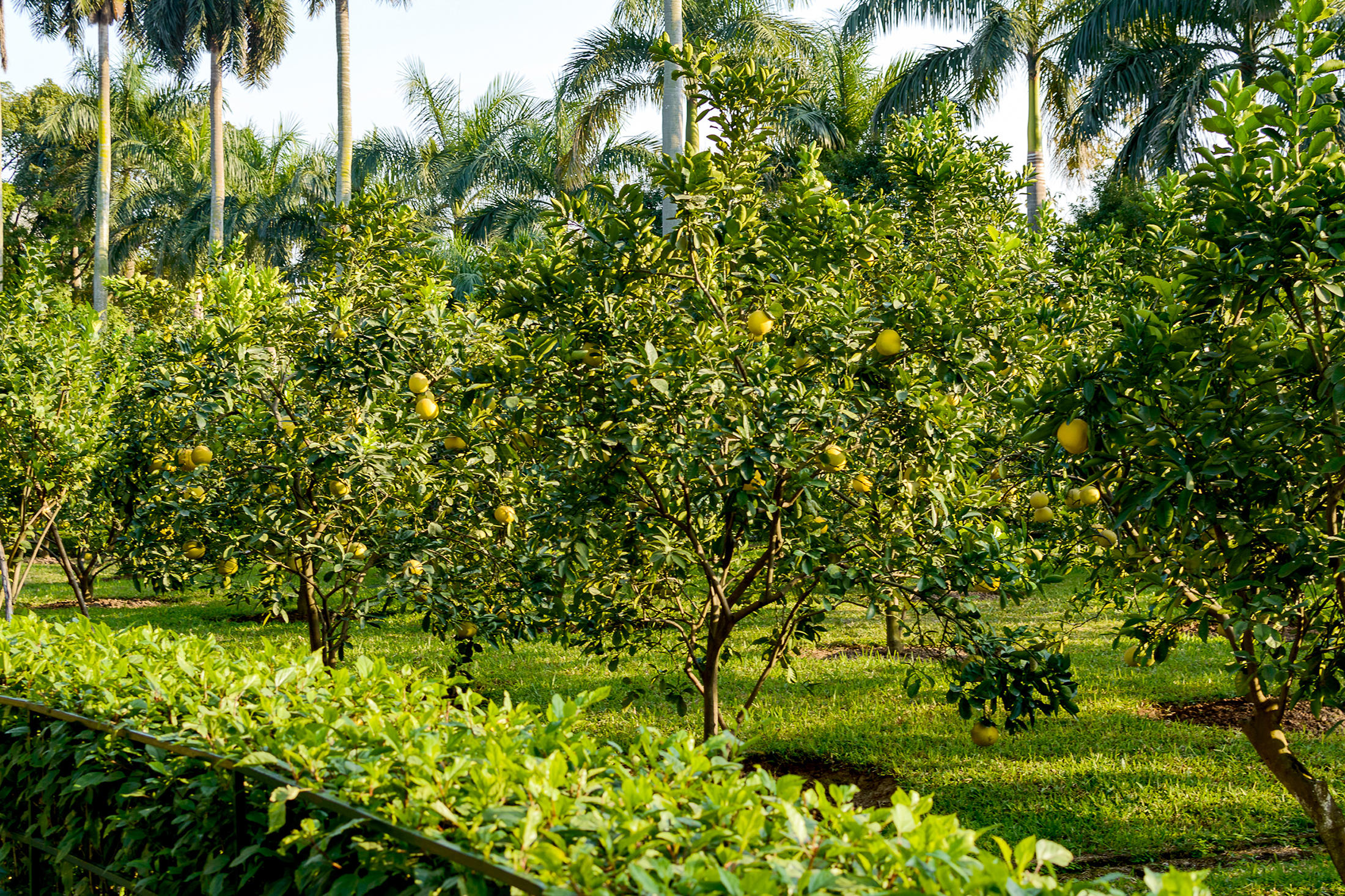 visu-pomelo-plantation