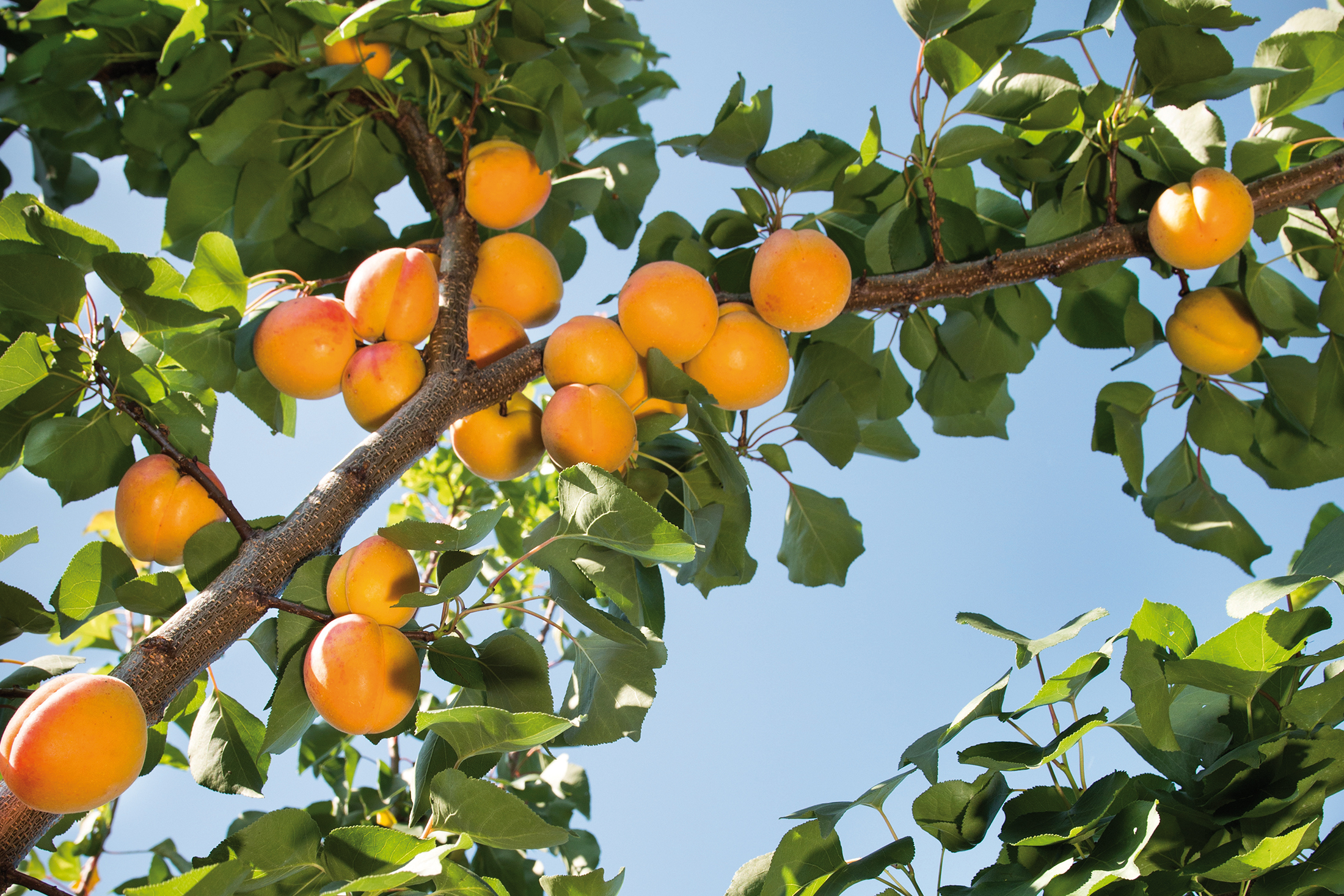 visu-abricot-plantation