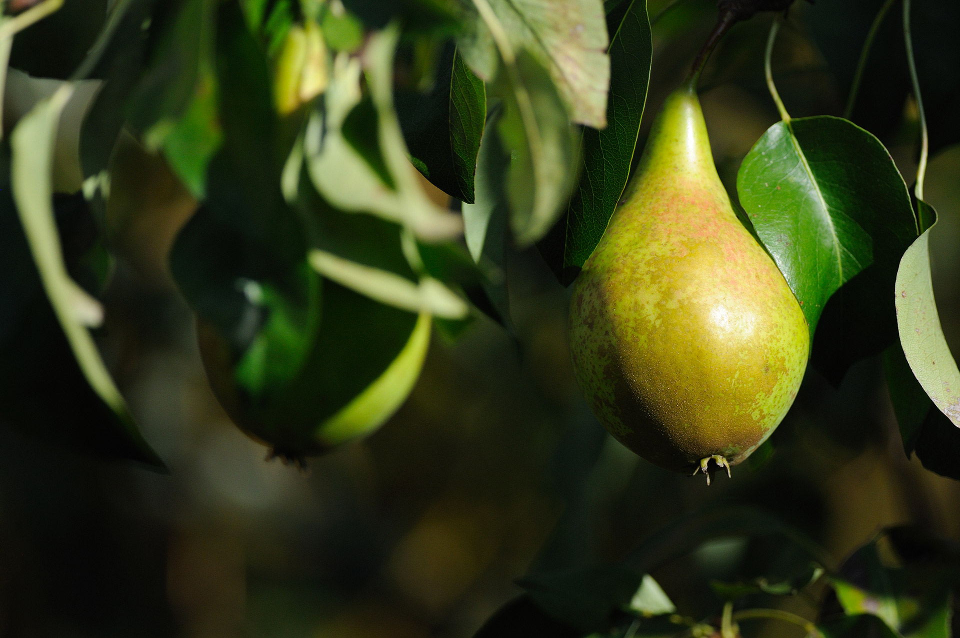 Poire visuel