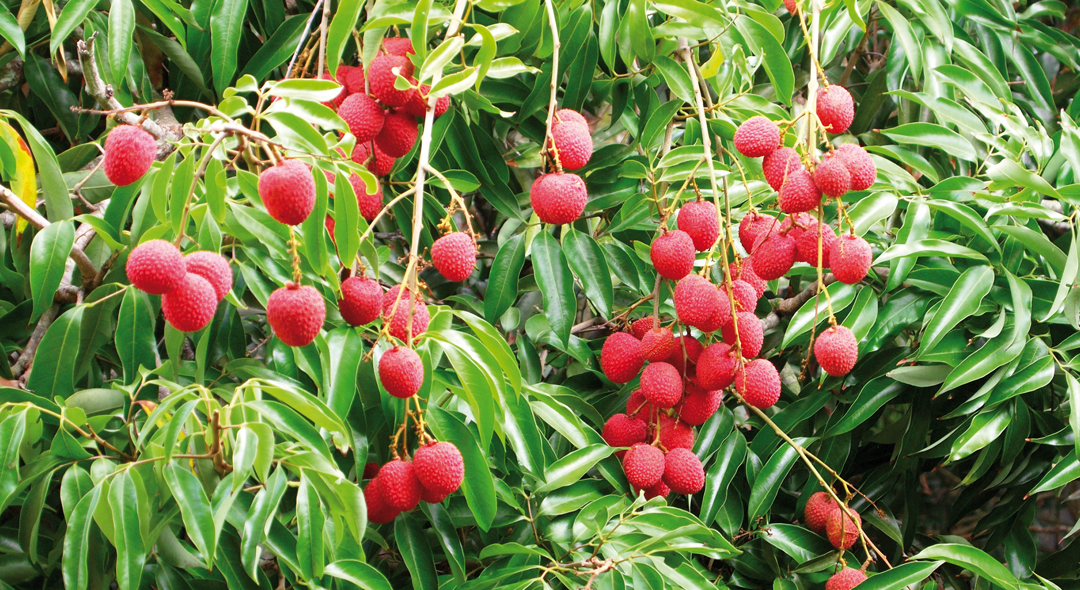 visu-litchi