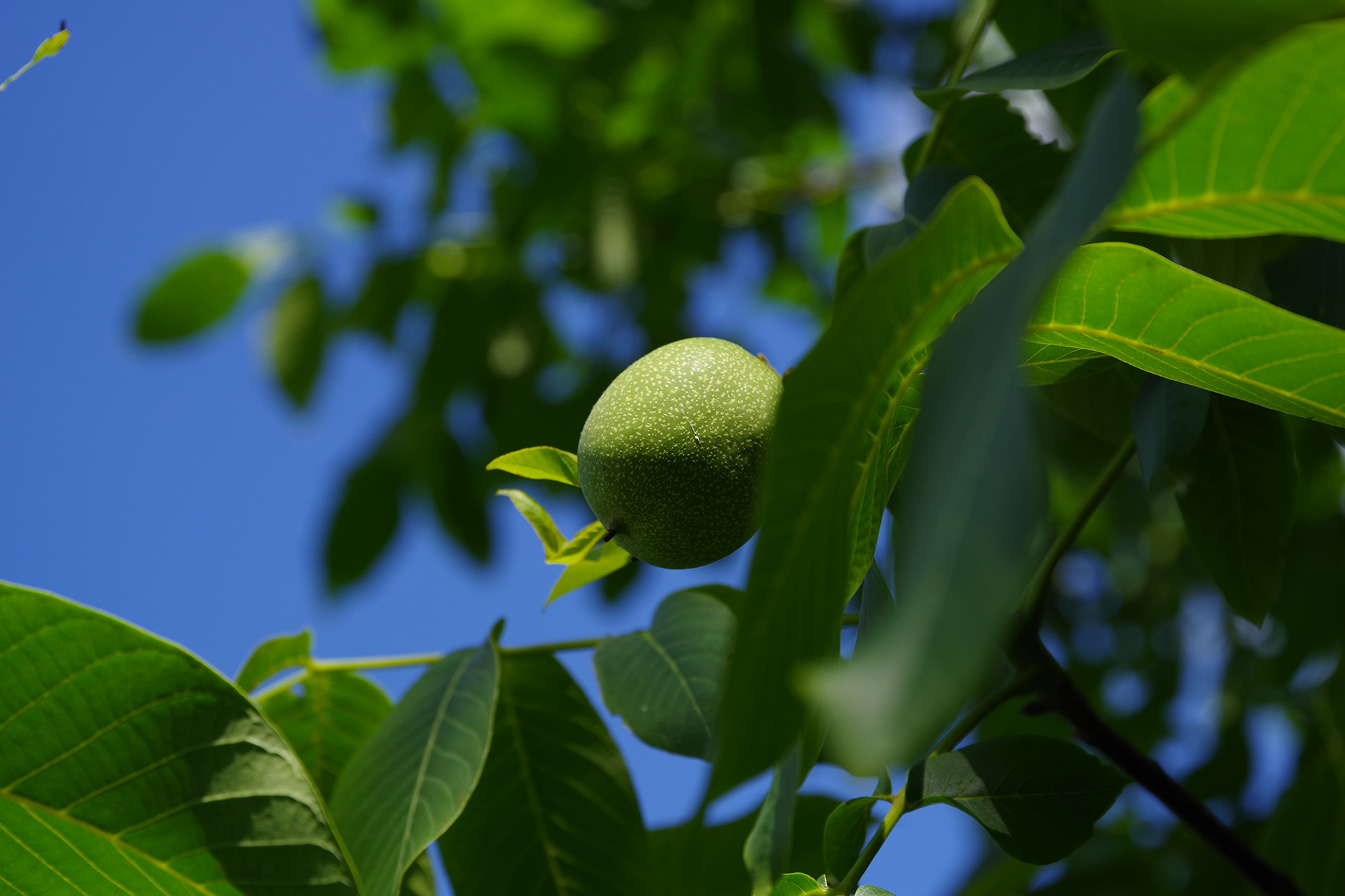 Lime plantation