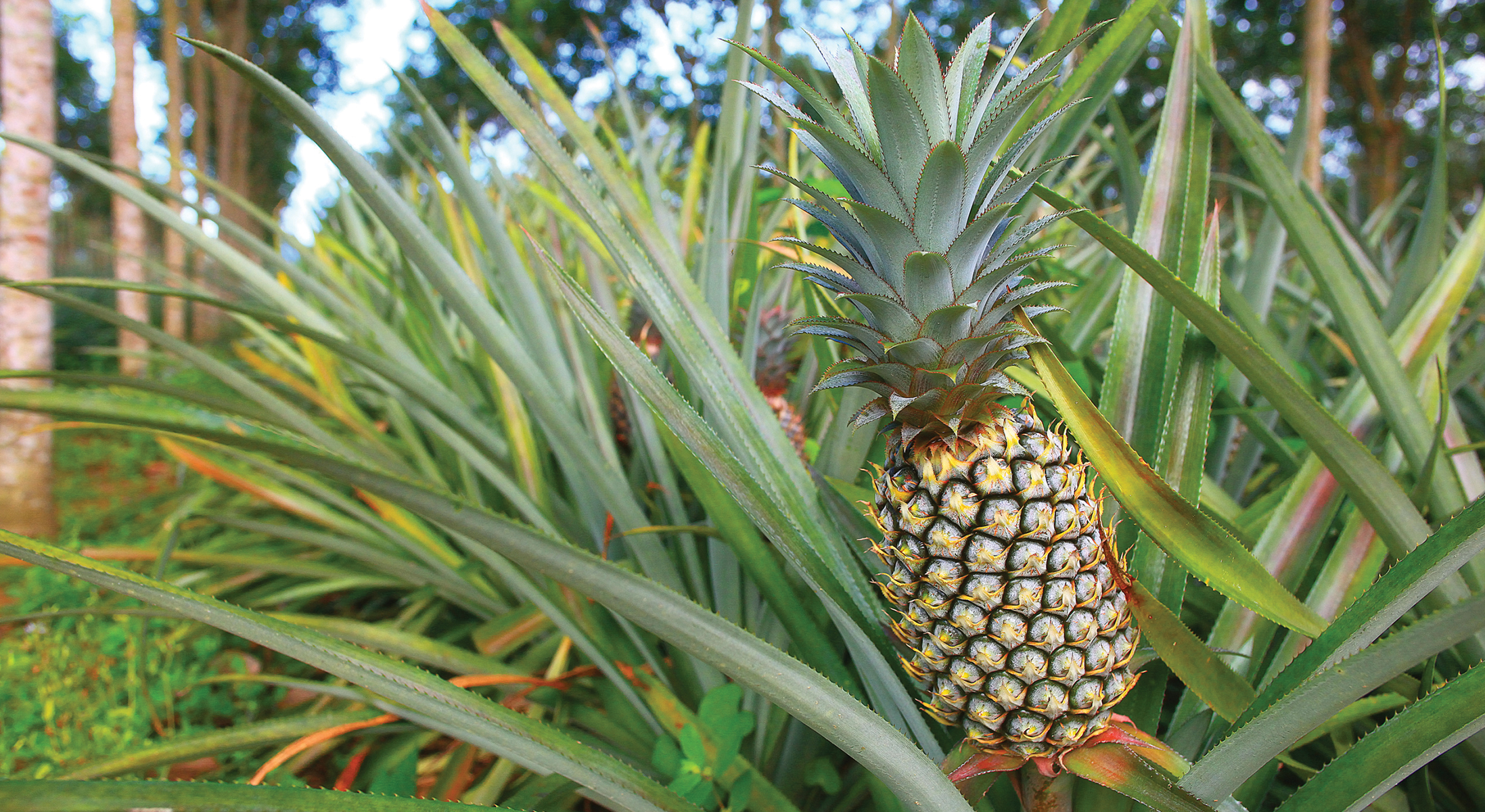 Ananas 