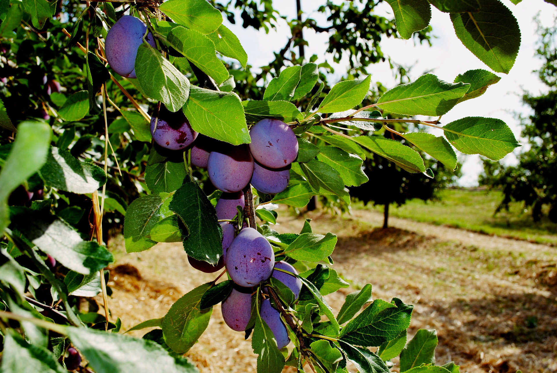Prune plantation