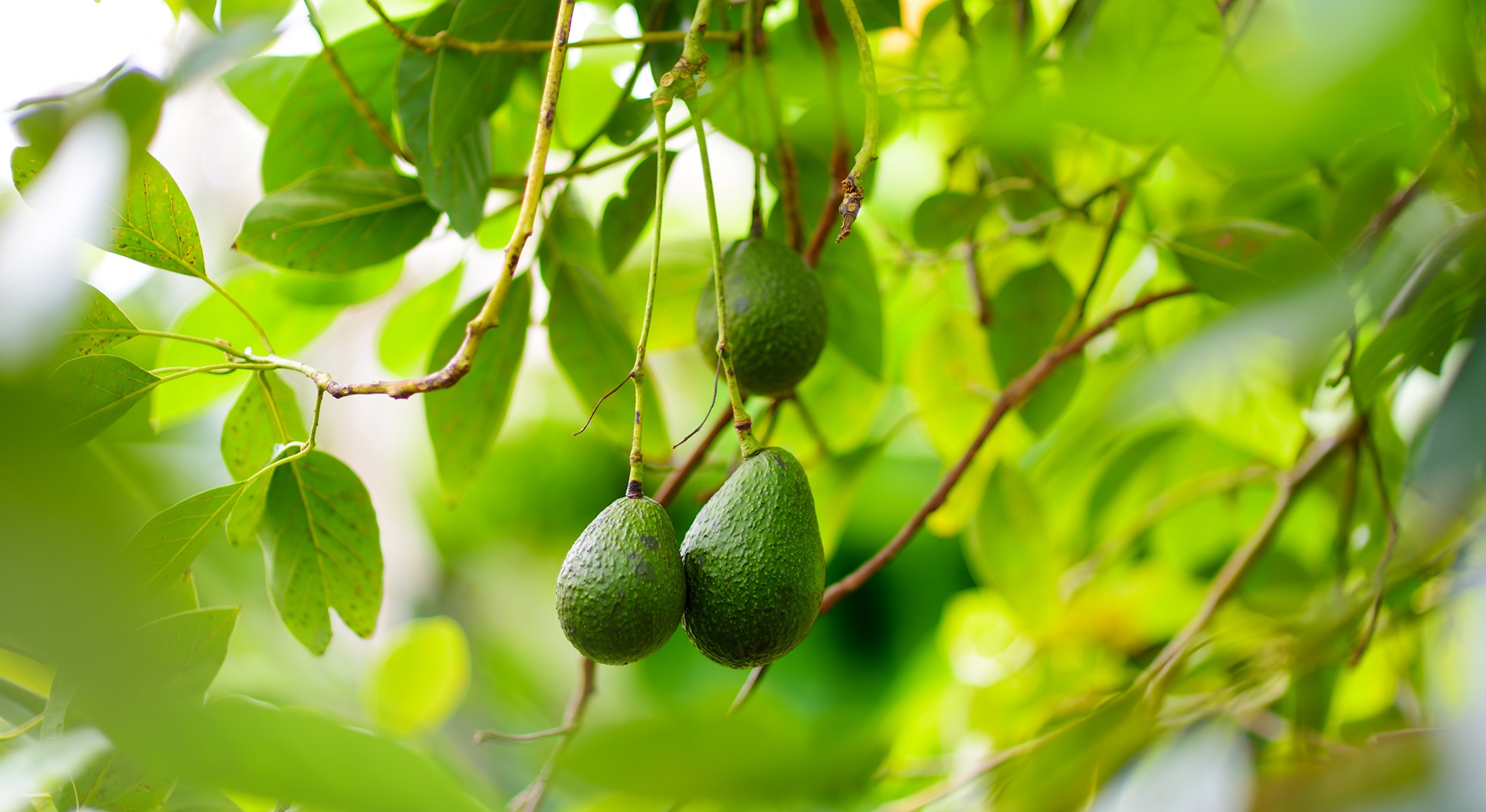 Avocat arbre