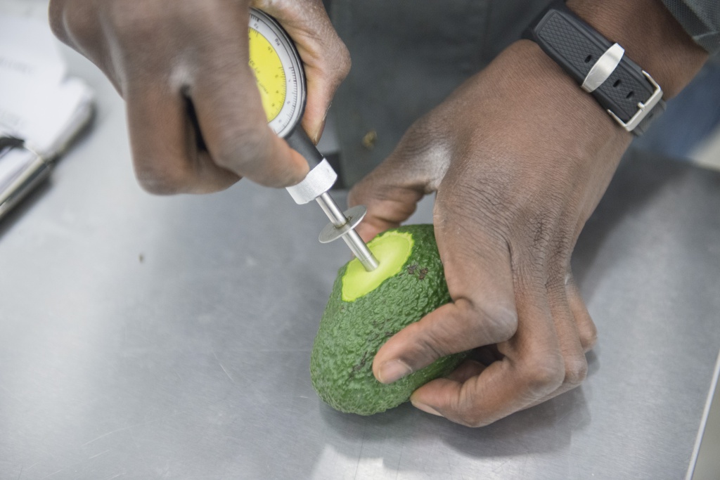 quality control avocado