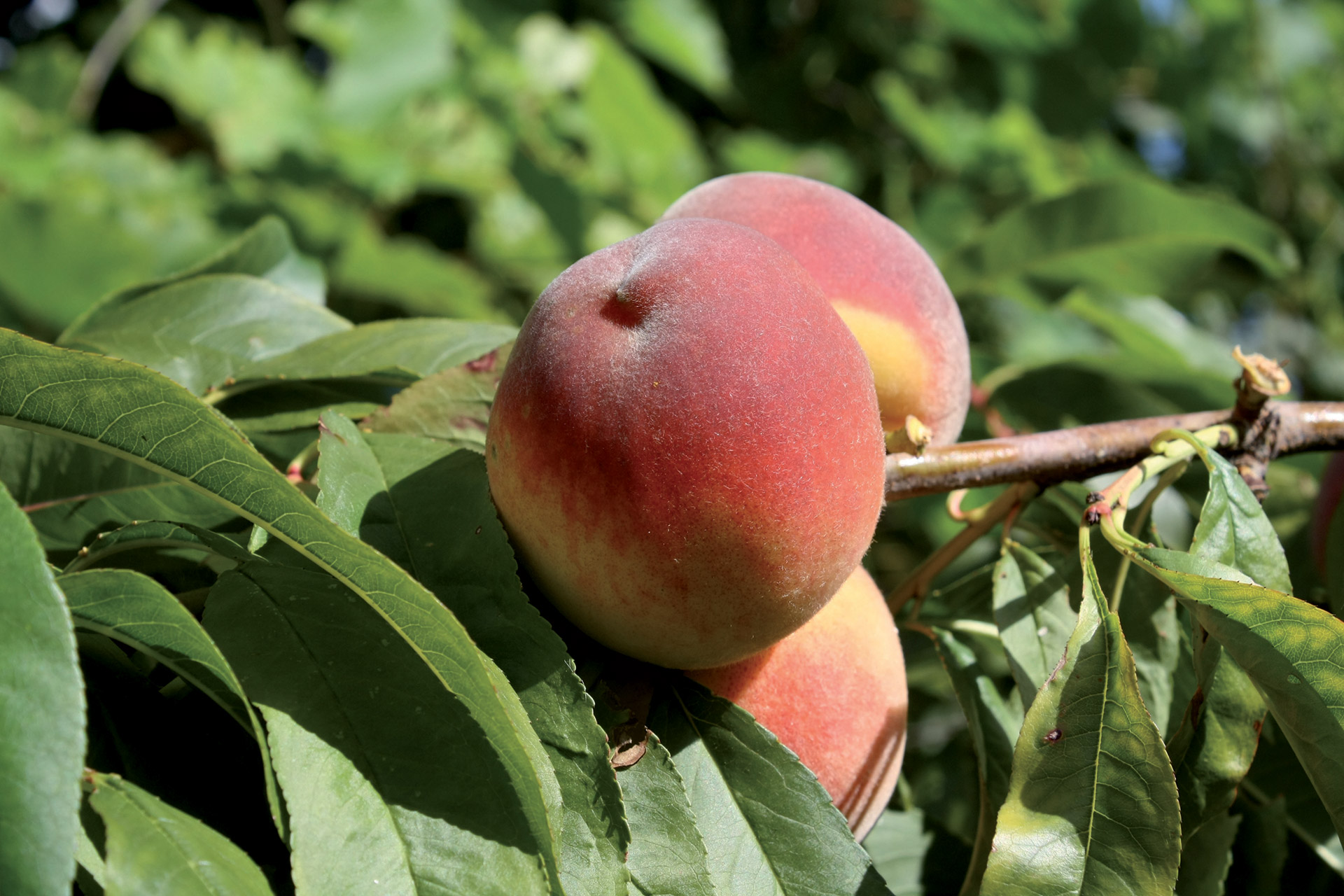 Plantation Pêche