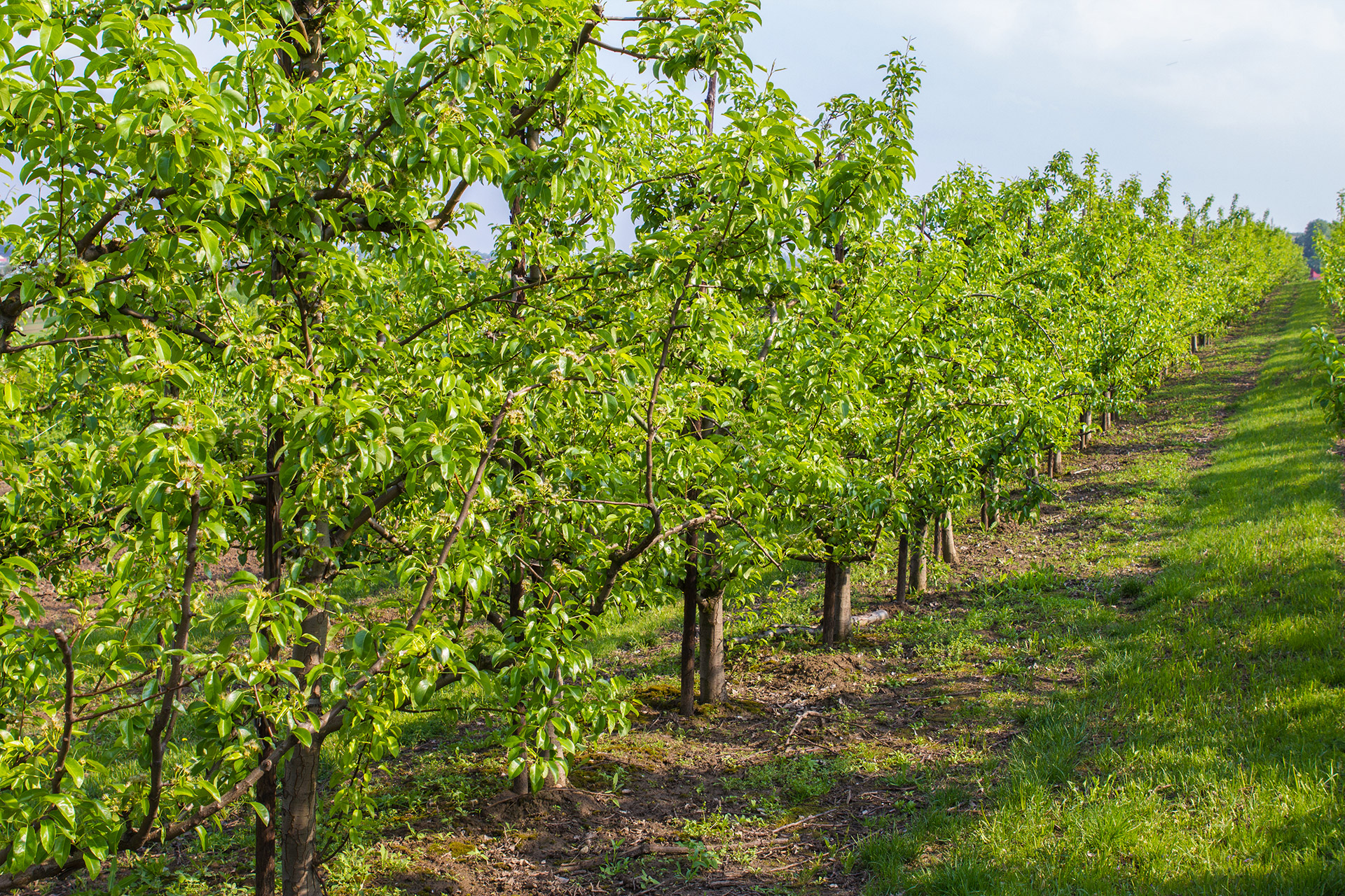 Poire plantation