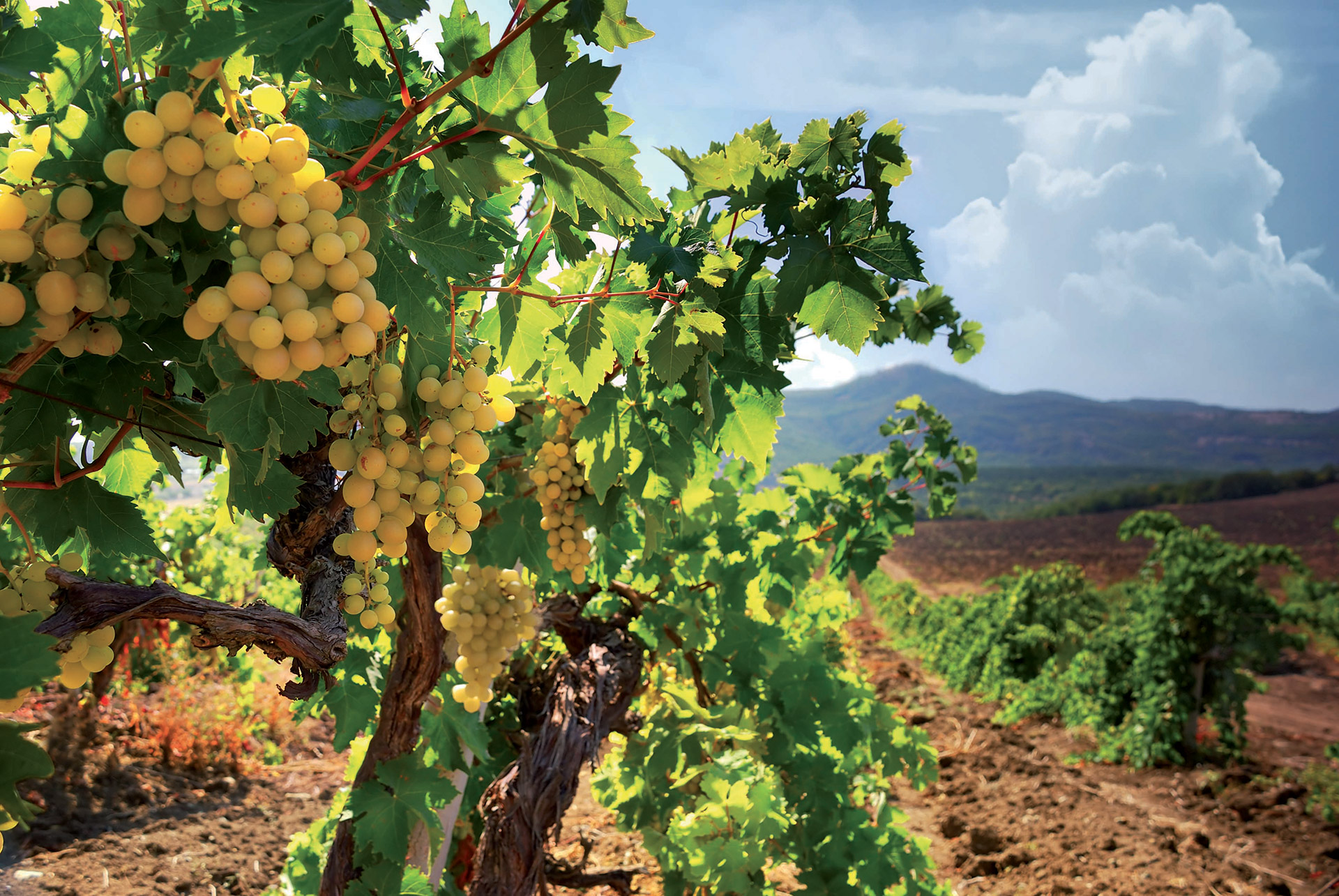 Raisin plantation